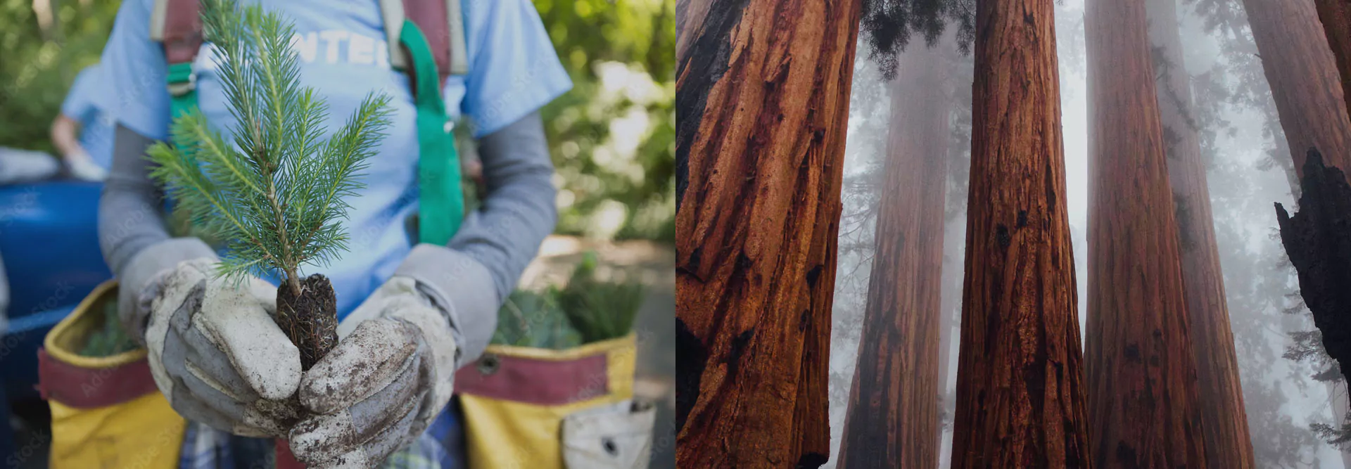 Two photos - one of a gardener planting a new pine tree and one of an old-growth forest.